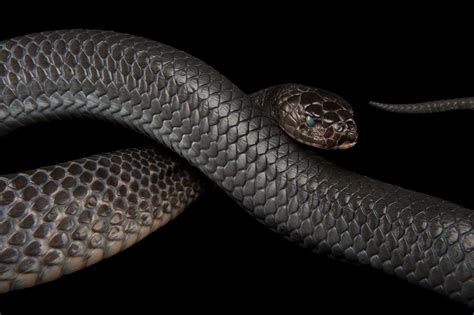 Texas Indigo Snake (Drymarchon corais erebennus) - Joel Sartore