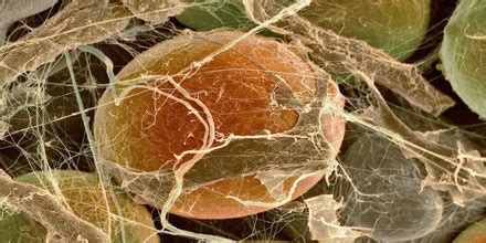 Image result for Human Cell Types and Functions