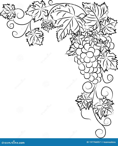 Contour Black and White Drawing of a Vine with a Bunch of Grapes and ...