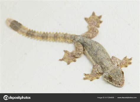 Common Flying Gecko Kuhl's Flying Gecko Ptychozoon Kuhli Isolated White ...