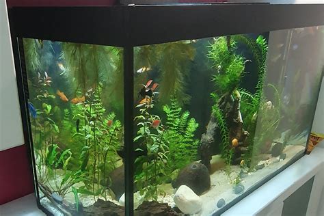 Image result for Basic Setup Fish Tank