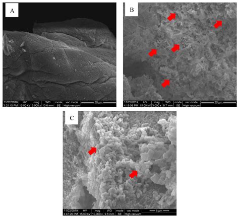 Protective Efficacy of Novel Oral Biofilm Vaccines against ...