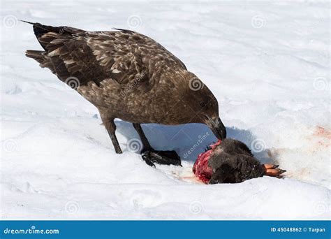 Antarctic or Brown Skua Who Eats Penguins Chick Stock Photo - Image of ...