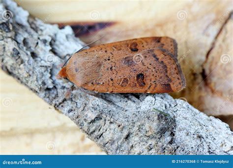 Moth of the Family Noctuidae Owlet Moths, Ermyworm. Caterpilars of it ...