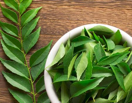 Curry Leaves Extract Manufacturer & Supplier in India