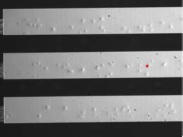 Image result for DIC Microscopy Tutorial