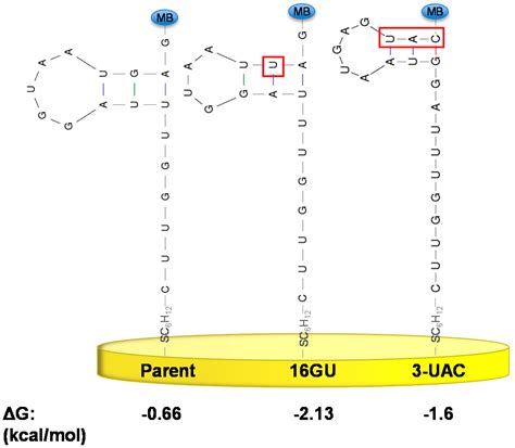 Rationally Designing Aptamer Sequences with Reduced Affinity for ...