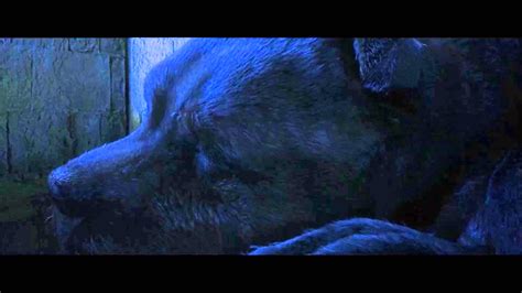 Fluffy Harry Potter Sleeping