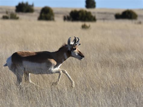 Terrestrial Karst Invertebrates | U.S. Fish & Wildlife Service