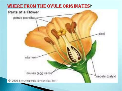 Ovule structure of Plants & Types of Ovules | PDF