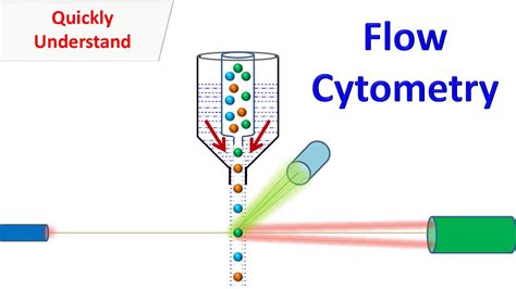 Flow Cytometry Tutorial 的图像结果