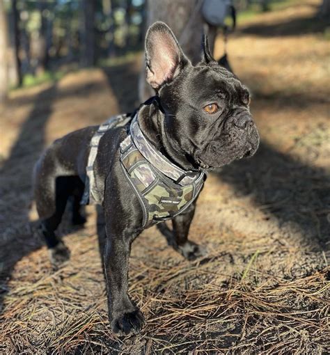Best harnesses for french bulldogs – Artofit