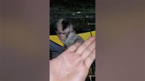 Image result for Bug Infested Baby Monkey