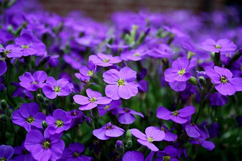 close up of light purple flowers with double petals, light purple ...
