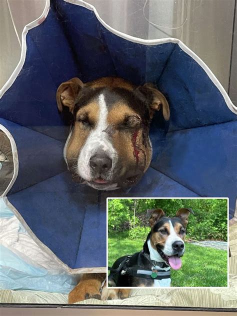 Dog survives rattlesnake bite in Connecticut, vet says