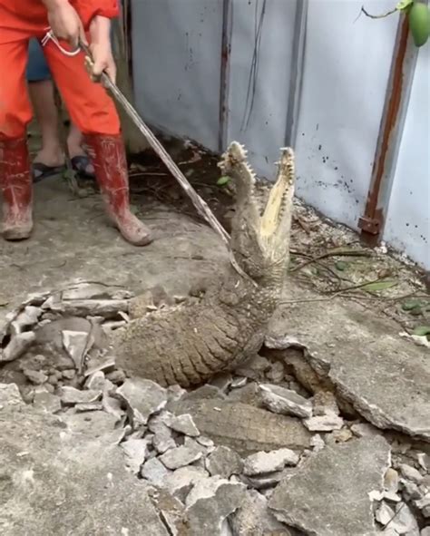 Image result for Crocodile Exploding