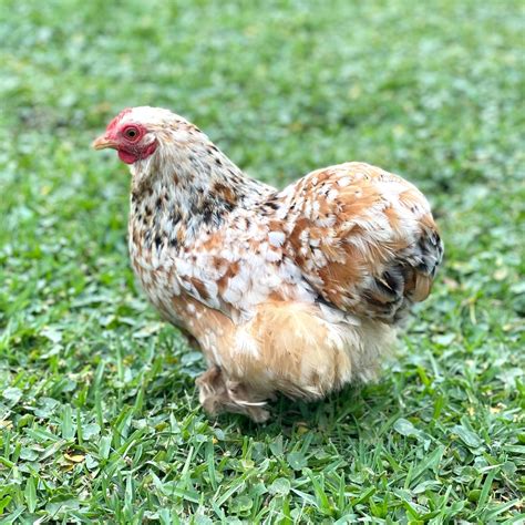 Baby Chicks: Calico Cochin Bantam - My Pet Chicken