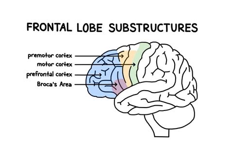 Prefrontal Cortex Function 的图像结果