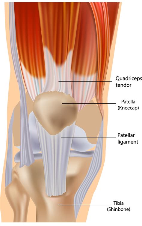 Patellar Tendon Posterior Cruciate Ligament Injuries Zehr Center