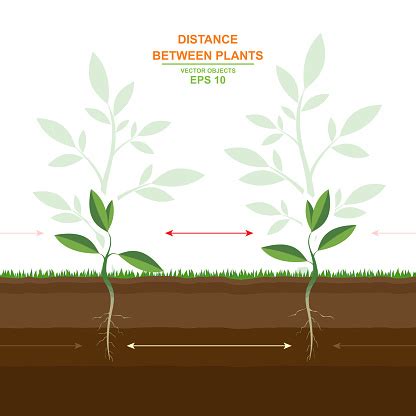 Space Between Plants 的图像结果