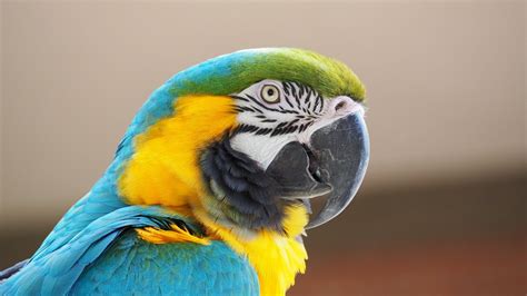 Image result for Code with Harry JavaScript