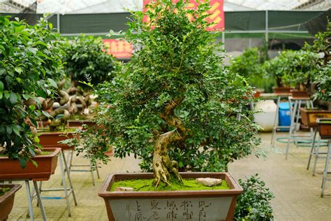 丁香树盆景种植方法和造型技术-种植技术-中国花木网