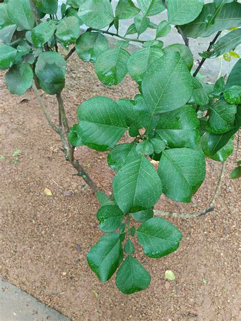 » Syzygium malaccense (L.) Merr. & L.M.Perry