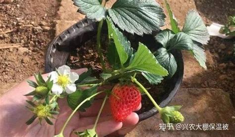 草莓盆栽如何种植 草莓盆栽的种植技巧有哪些 - 知乎