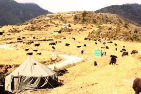 Nomadic herdsmen of Pangchen Valley of Arunachal Pradesh felicitated | ICAR