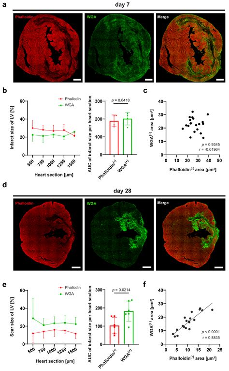 Novel Fluorescence-Based Methods to Determine Infarct and Scar Size in ...