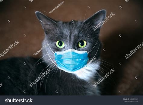 31,181 imágenes de Cat mask - Imágenes, fotos y vectores de stock ...