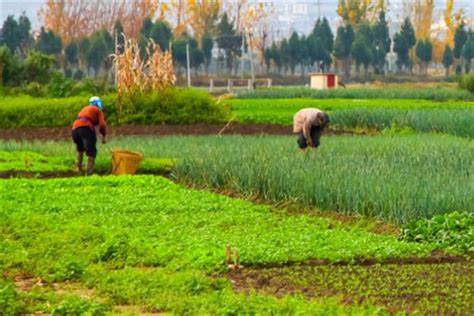 峡江：“订单种植”助农脱贫致富