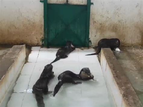 2006 floods strained breeding in India, 17 water cats given to other ...