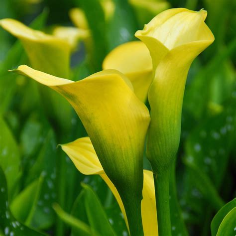 Calla Lily Bulbs Look Like at Constance Woodford blog