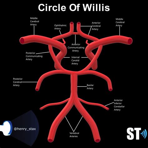 Transcranial Doppler – Sonographic Tendencies | Diagnostic medical ...