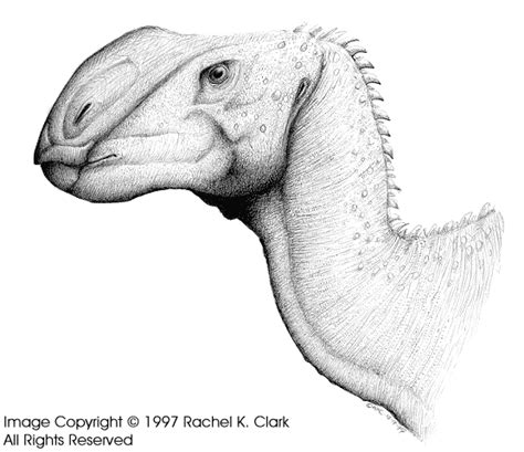 Barapasaurus - JungleKey.in Image