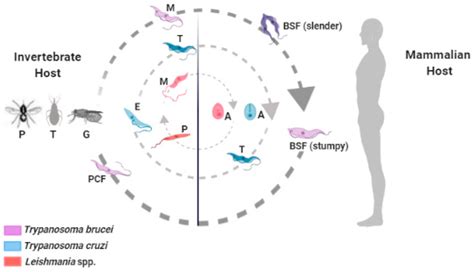 VLP-Based Vaccines as a Suitable Technology to Target Trypanosomatid ...