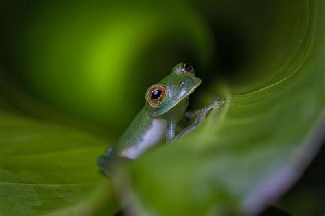 Amphibian Survival Alliance