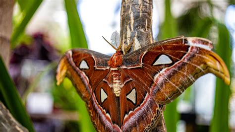 Butterfly Atrium at Hershey Gardens | Jerry Bellew - Wildlife & Nature ...