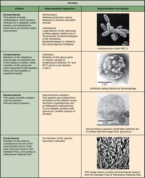 Dominios Bacteria Archaea Y Eukarya Pdf