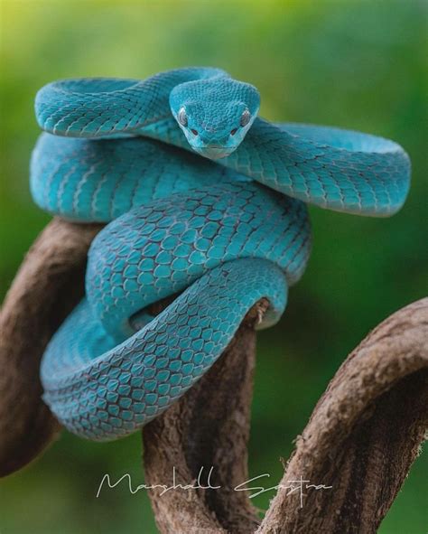 Blue Racer Snake