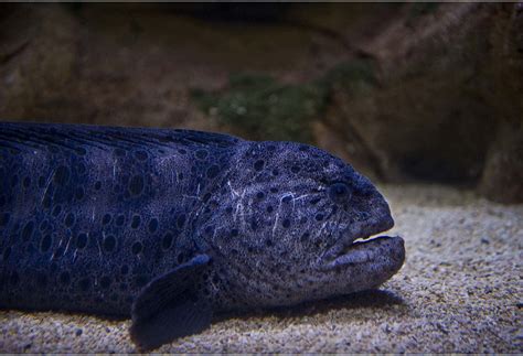 Wolf Eel Cocktail