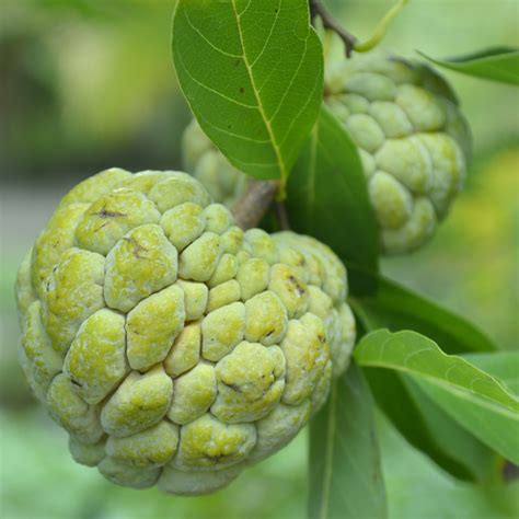 Sugar Apple / Sitafal - Green - Fruit Plant – M-Tech Gardens