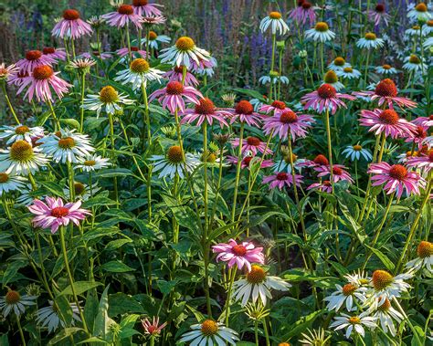 When to plant wildflower seeds: for a colorful natural display | Homes ...