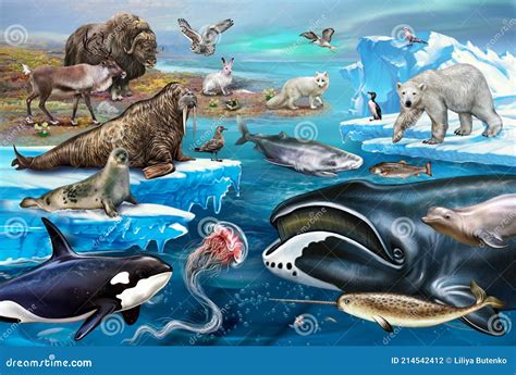 Arctic Ocean Animal Arctic Ocean Animals Stock Illustrations – 4,712