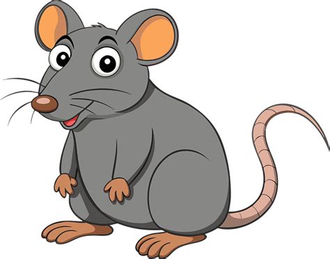 Image result for Mouse Animal Front View