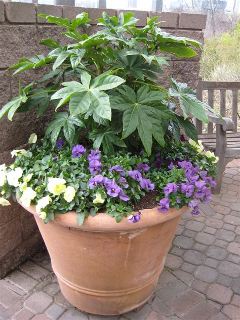 Best Evergreen Plants For Containers at Donald Altman blog