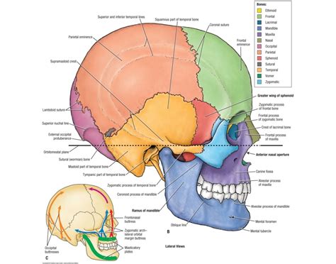 the bones of the skull, side profile Quiz