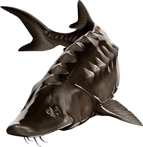 Buy Sturgeon Beautiful Fish Decal | Fishing Decal for Boat, Car ...