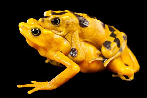 Panamanian Golden Frogs (Atelopus zeteki) - Joel Sartore